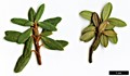 SpeciesSub: subsp. boreale